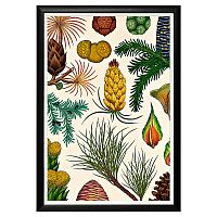 арт-постер «гербарий. сосновые» в Прокопьевске