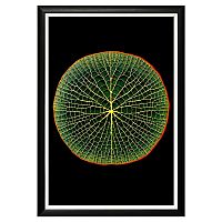 арт-постер амазонская виктория в Прокопьевске