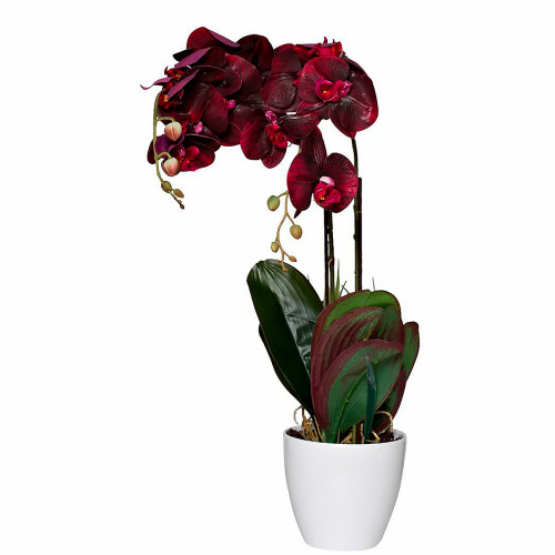 орхидея бордовая в горшке 58 см в Прокопьевске