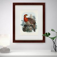 картина: серобрюхий трагопан литография, 1840г в Прокопьевске