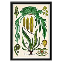 арт-постер «семейство папортниковых» в Прокопьевске