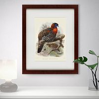 картина: багровый трагопан, литография, 1840г в Прокопьевске